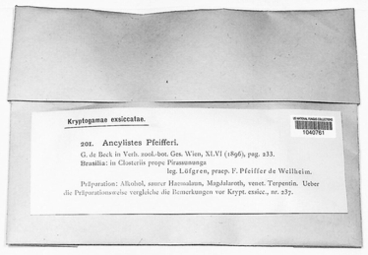 Ancylistaceae image